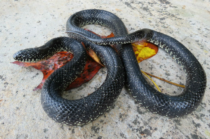 Kingsnake